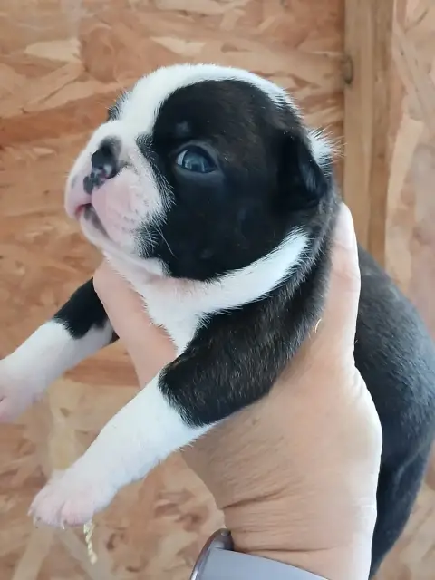 Boston Terrier  Chiot N°1 Du Domaine De La Rocherie b6ffd