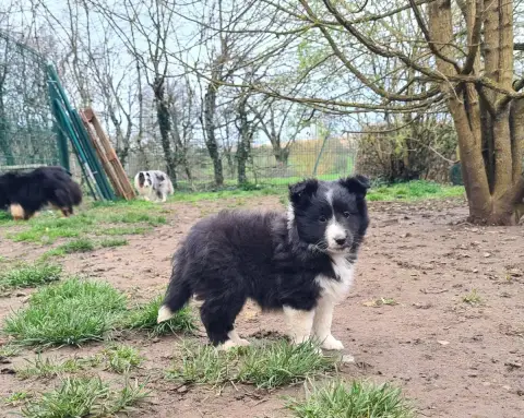 Shetland Sheepdog  Bisangxia Bi Du Vent Des Moissons bb810 photo 2