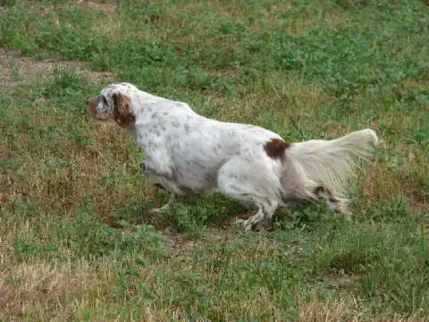 Setter Anglais  Chiot N°3 Du Roc De La Loubière photo 3