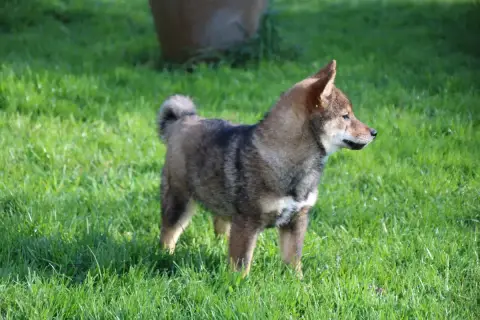 Shiba  Chiot 3 Des Legendes Du Triskel photo 2