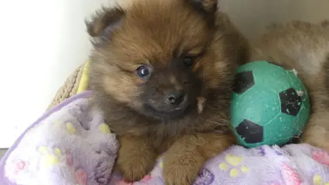 Spitz Allemand 
                        Chiot N°1 Du  b1286