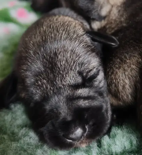 Schnauzer  Chiot N°7 Domaine De Pierremarie