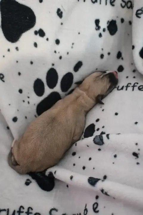 Whippet  Barbouille De La Truffe Sacrée