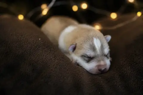 Siberian Husky  Blood Brothers Of The Land Of Wolves fa48a