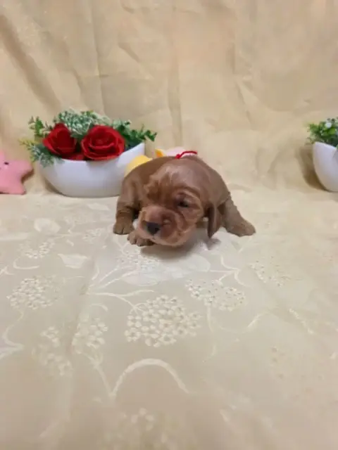 Cocker Spaniel Anglais 
                        B.... b4be5
