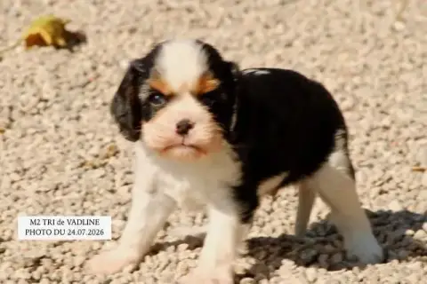 Cavalier King Charles Spaniel 
                       af686 photo 2
