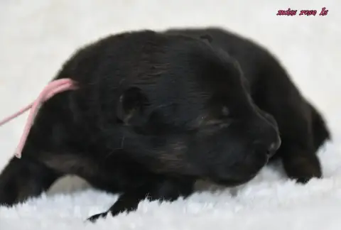Eurasier  Chiot 2 Des Legendes De Retz photo 3