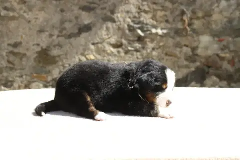 Bouvier Bernois  Chiot 9 De La Vallée De L'Hyrome photo 3