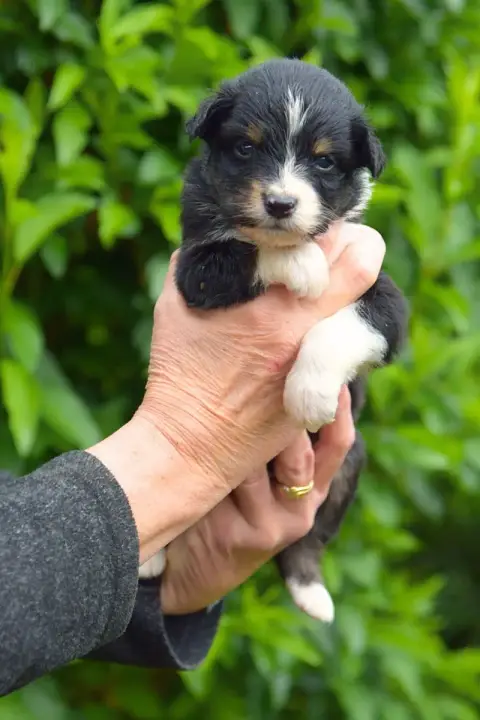 Berger Australien  Bentley Red Aussie'Rise photo 2