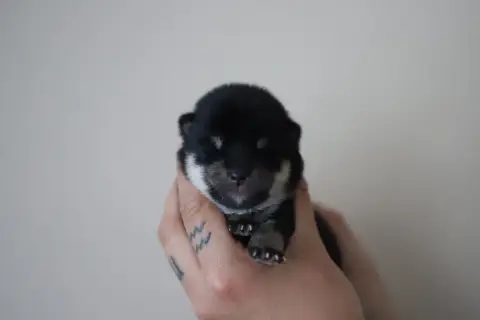 Shiba  Noir Et Feu Au Domaine D’Osaki