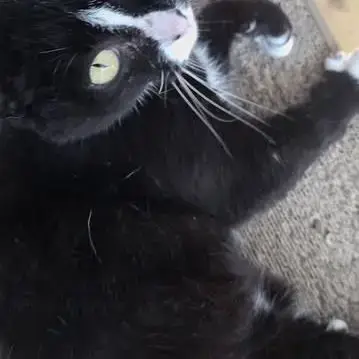 Chat Cleo À L Adoption