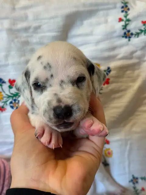 Dalmatien  Collier Bleu Des Gardiennes De La Vallée D ae436 photo 3