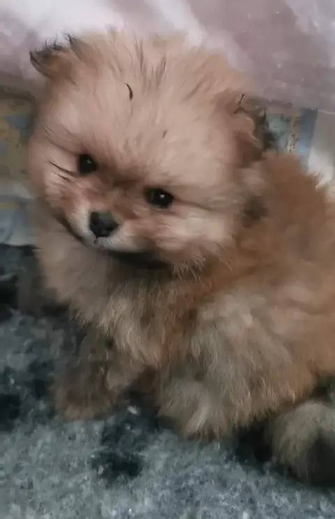 Spitz Allemand  Chiot N°2 Des Spitz'Chouns photo 2