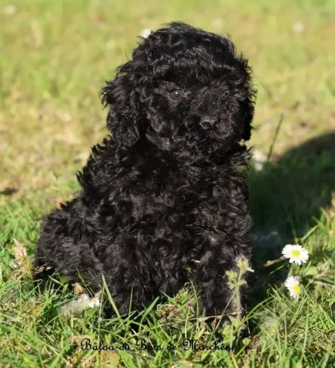 Caniche  Baloo Du Bois De Morchène photo 3