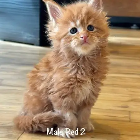 Magnifiques Chatons Maine Coon Loof