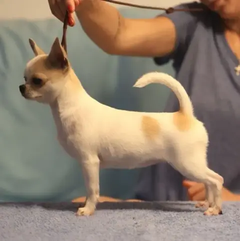 Chihuahua  Bébé 2 Des Jolis Coeurs De Stanley photo 3