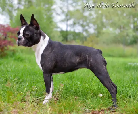 Boston Terrier photo 2