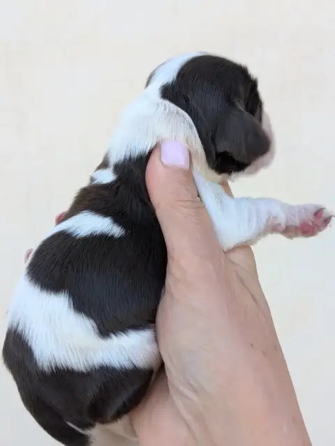 Cocker Spaniel Anglais  Chiot 4 Des Pitchoucas De Lac ae719 photo 2