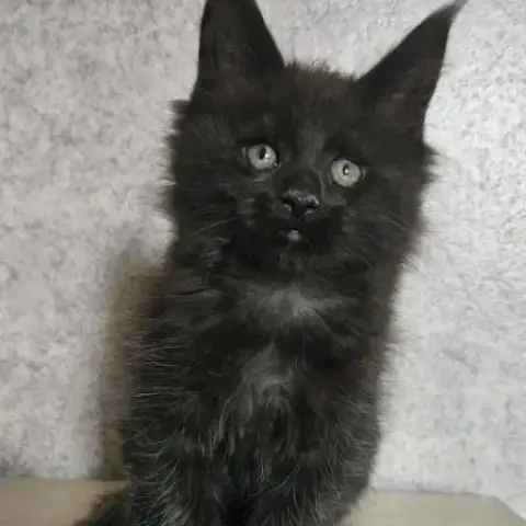 Magnifiques Chatons Femelles Maine Coon