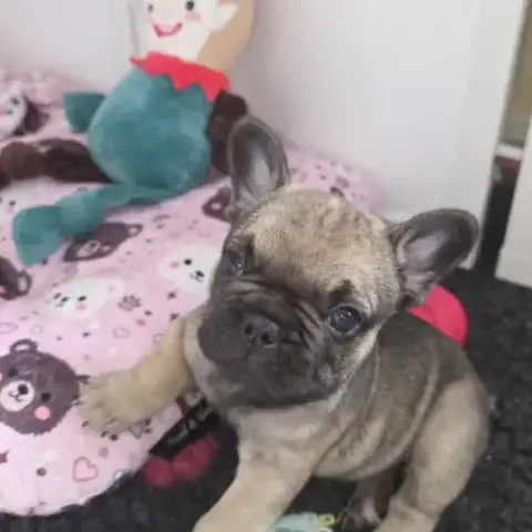 Chiot Bouledogue Français