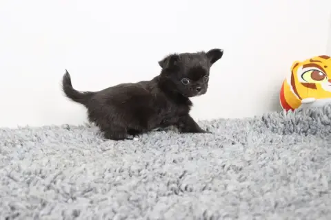 Chihuahua  Poil Long Noir De La Grande Equinoxe photo 2