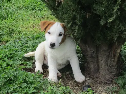 Jack Russell Terrier  Aston D'Erland photo 3