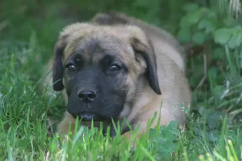 Cane Corso  Chiot N°5