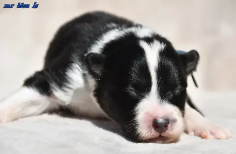 Laika De Iakoutie  Chiot 5 Des Legendes De Retz photo 3