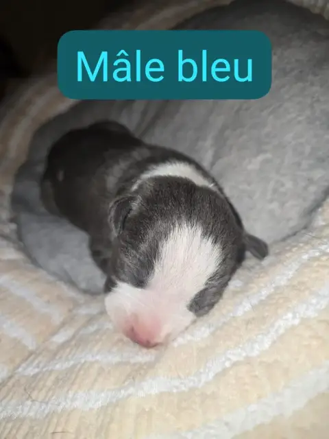 American Staffordshire Terrier  B... Du Royaume De Tc 3fb2c