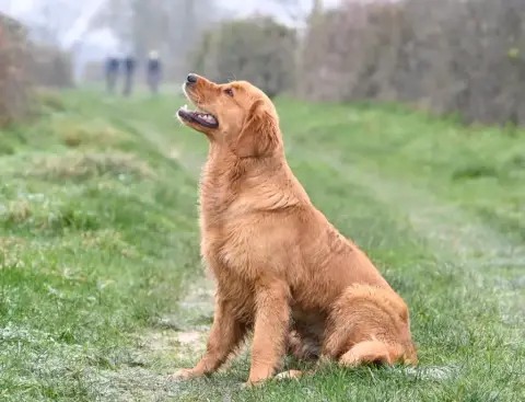 Golden Retriever  Chiot N°4 Du Domaine Du Goldheur photo 3