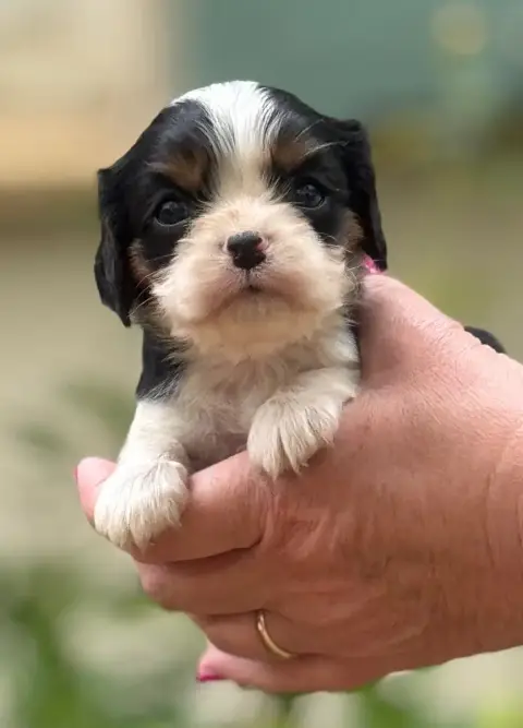 Cavalier King Charles Spaniel  Femelle 4 Du Royaume D 31798