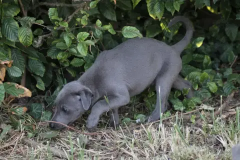 Whippet photo 2
