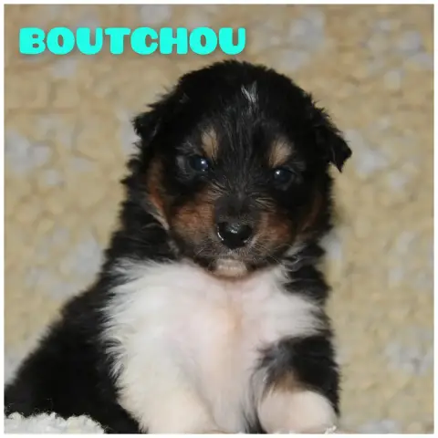 Berger Australien  Boutchou White Snow Sheperds
