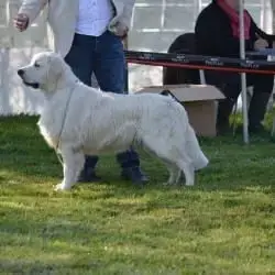 Golden Retriever  Chiot N°1 Des Joyaux Des Ki Millacs cb19e photo 2