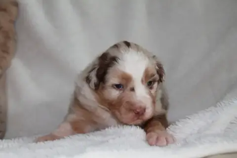 Berger Australien  Chiot N°3 Du Rêve Des Joyaux photo 2