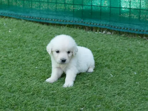 Golden Retriever photo 2