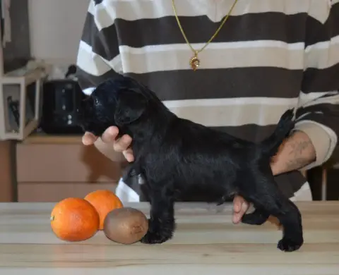 Schnauzer Miniature  Chiot 5 De Tierra Lemi
