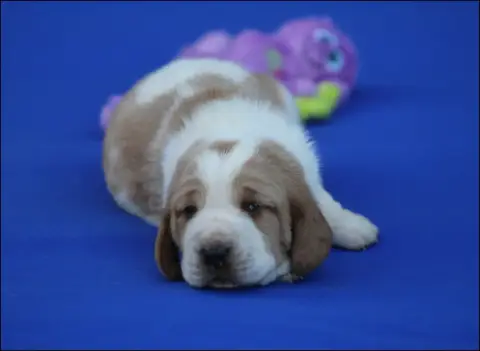Basset Hound  Chiot 2 De La Flamme Sacrée D'Hestia