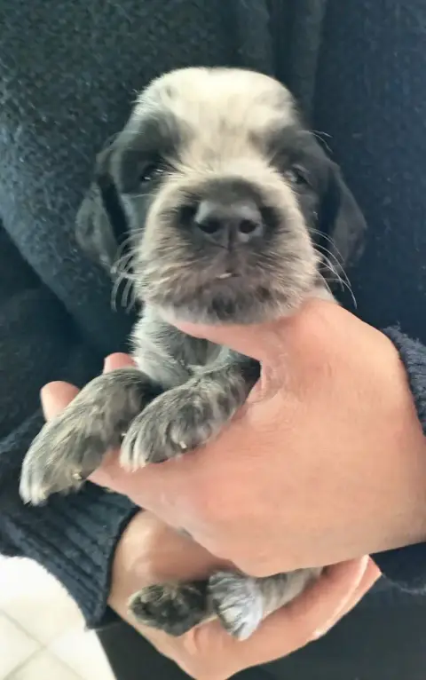 Epagneul Bleu De Picardie  Chiot 9 Bleu Clair Du Clos 307f1