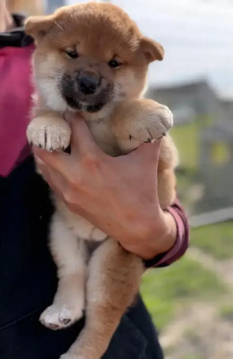 Shiba photo 3