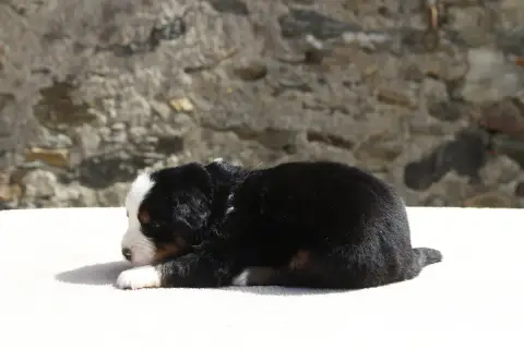 Bouvier Bernois  Chiot 6 De La Vallée De L'Hyrome photo 3