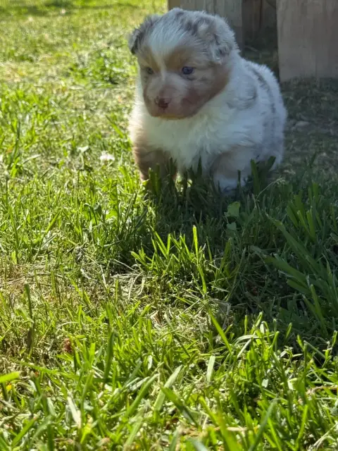 Berger Australien  Bella Du Domaine Des Australiens 409d6 photo 2