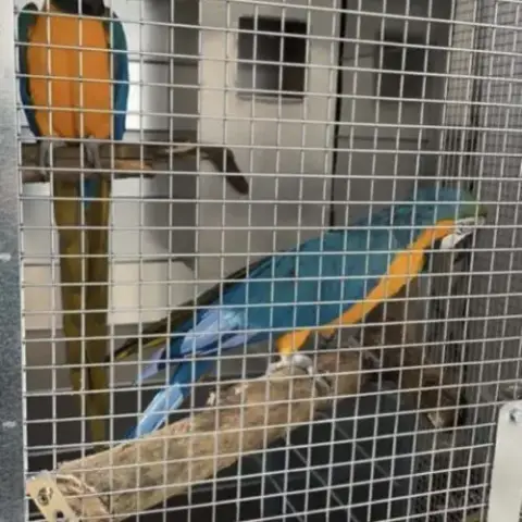 Couple Reproducteur Ara Ararauna