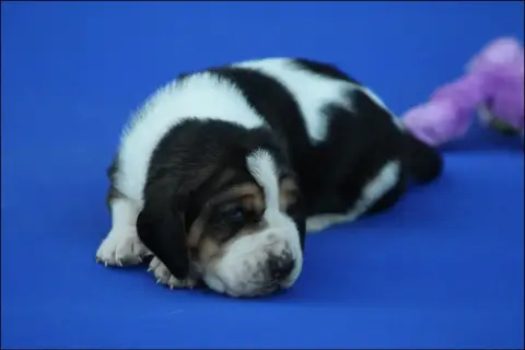 Basset Hound  Chiot 5 De La Flamme Sacrée D'Hestia photo 3