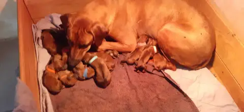 Rhodesian Ridgeback  B Hells Rhodesian