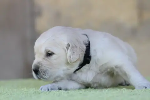 Golden Retriever photo 2