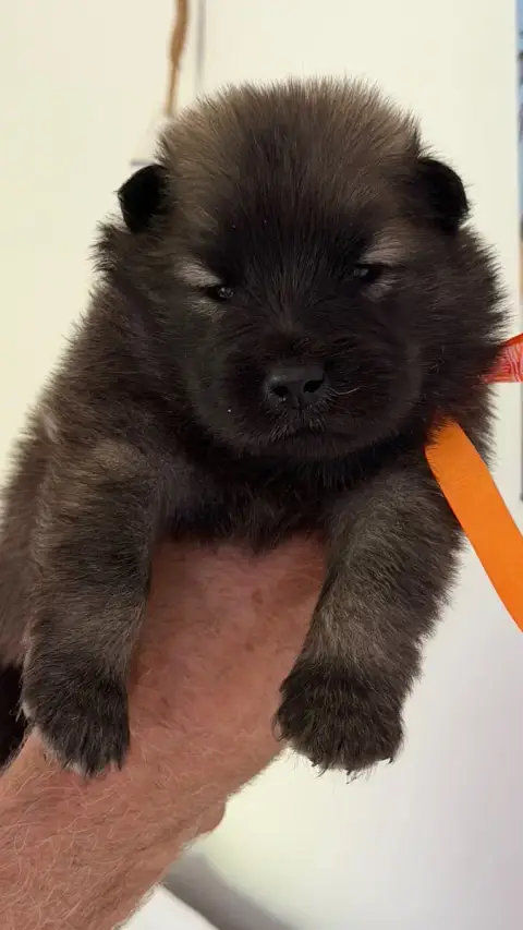Eurasier photo 3