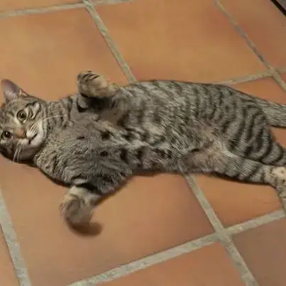 Chat Indi À L Adoption