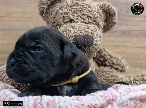 Cane Corso  Collier Gold De La Treizieme Legion photo 3