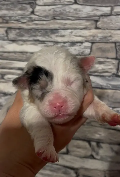 Berger Australien  Chiot 7 De L'Aussie Happy